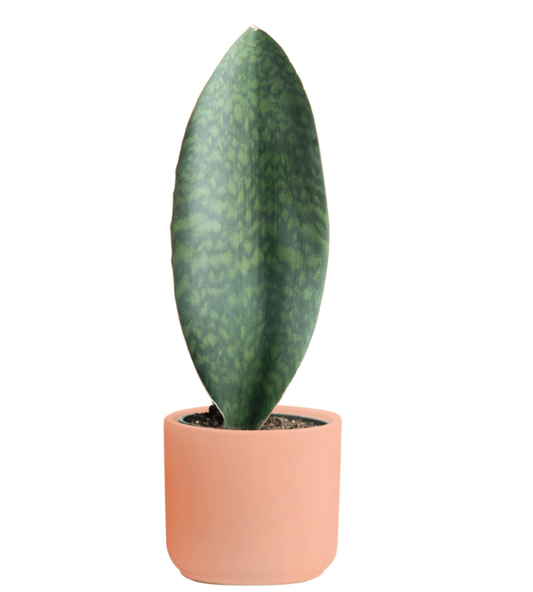 Whale fin snake plant in pink pot